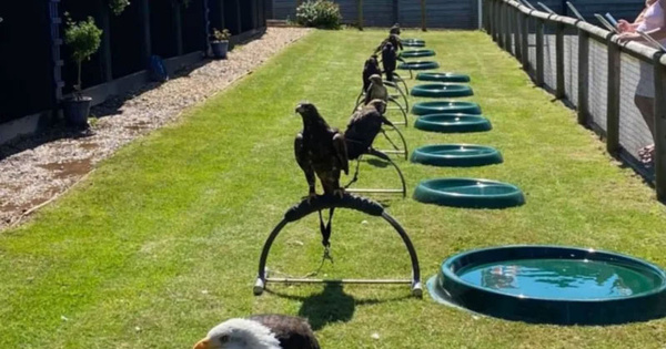 Hawkridge Bird Of Prey Centre