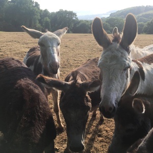 Local Donkey Sanctuary